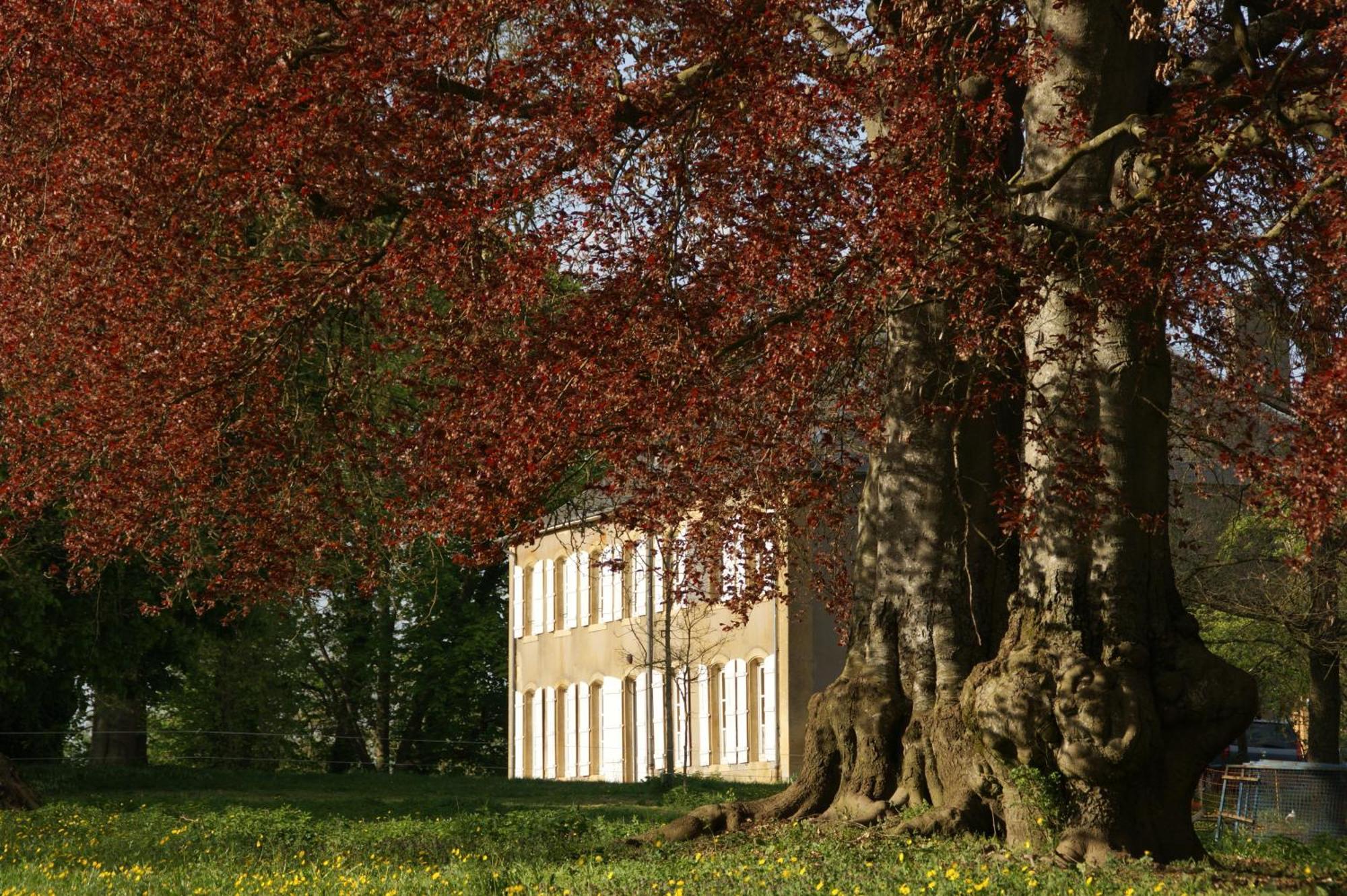 Maison D'Hotes Le Chateau De Puxe Exterior foto